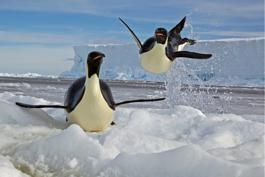 Flying Penguins, photograph by Paul Nicklen /  National Geographic: Greatest Wildlife Photographs.