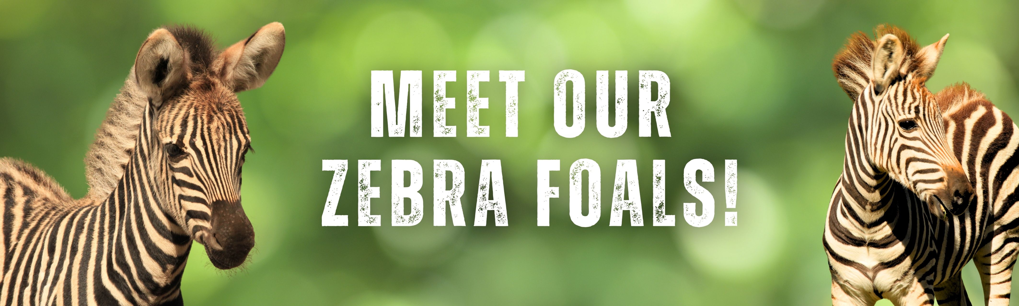 Zebra_Banner.jpg