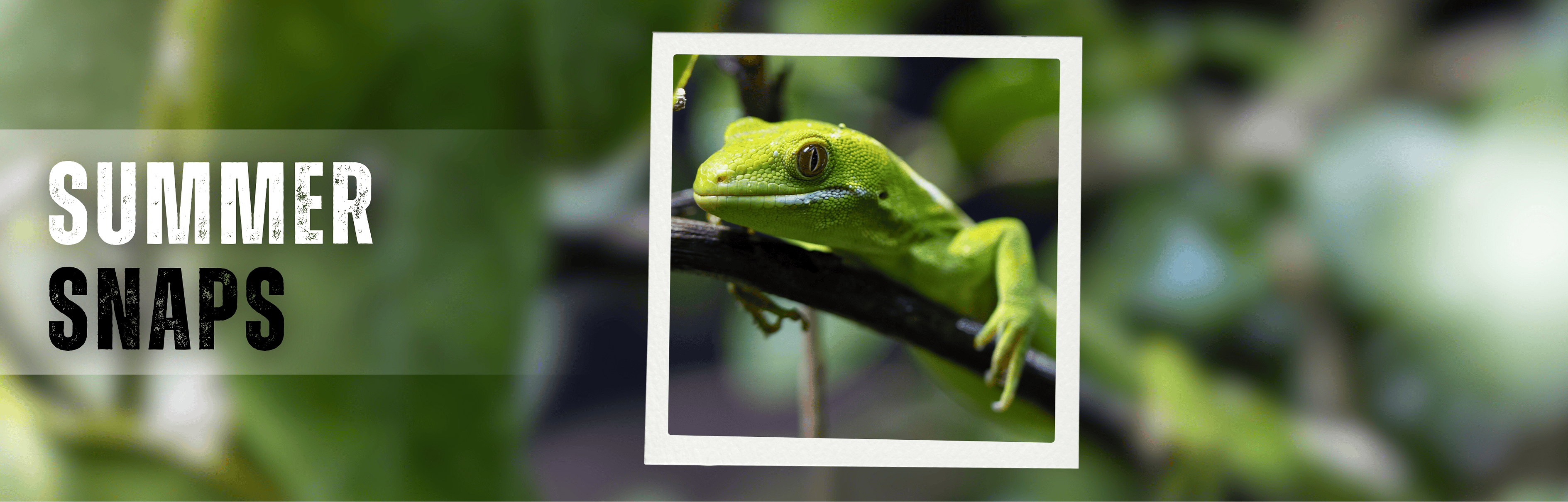Summer_Snaps_Event_Page_Banner.png