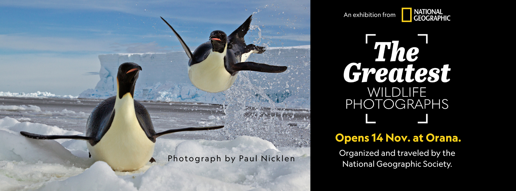 1._29_Oct._Facebook_Cover_Image_Flying_Penguins.png