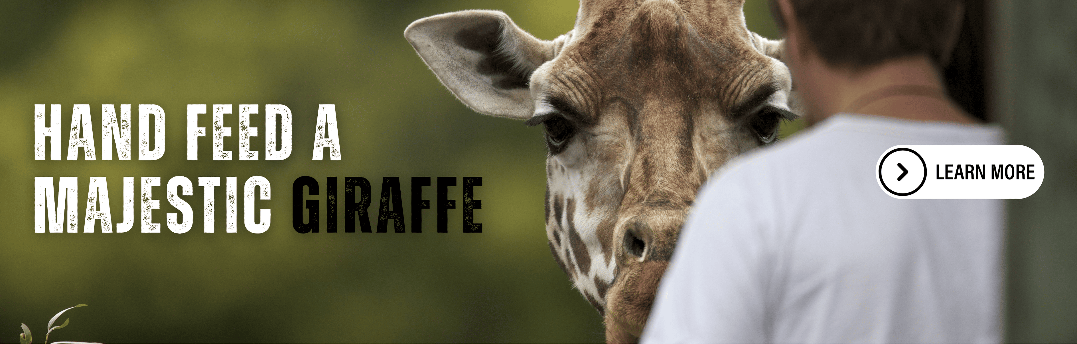 Giraffe_Web_Banner.png