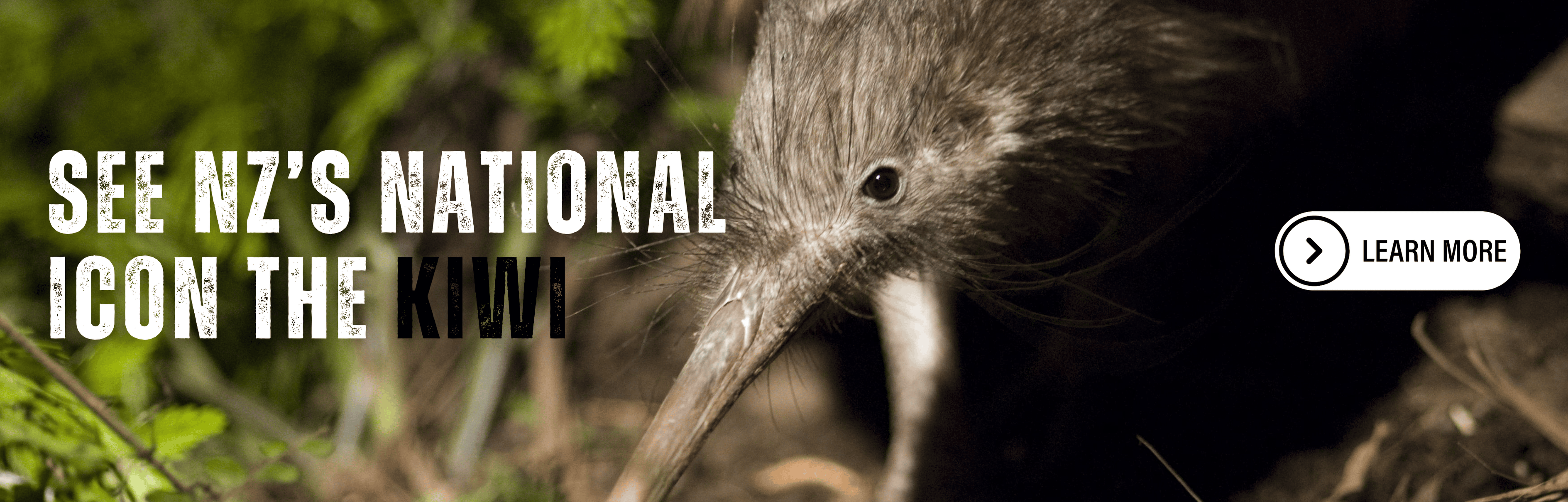 Kiwi_Web_Banner.png